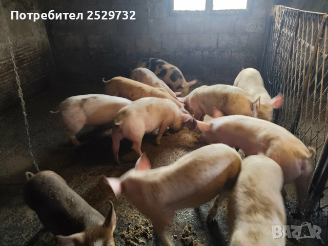 Прасета , снимка 3 - Прасета - 53976296