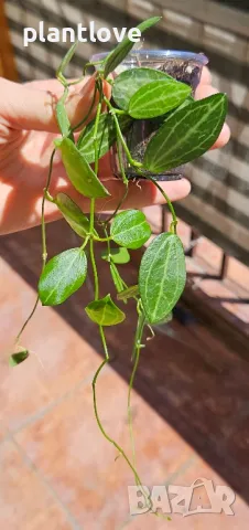 Dischidia ovata 'Watermelon', снимка 1 - Стайни растения - 46962295