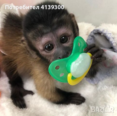 Приятелски бебета маймуни капуцин за продажба-, снимка 1 - Други - 46324943