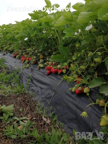 ПРОДАЖБА НА РАЗСАД – БОРОВИНКИ И ЯГОДИ , Малки Боровинки, ягоди вкоренени табли, изгодно добри цени, снимка 3 - Разсади - 53013630