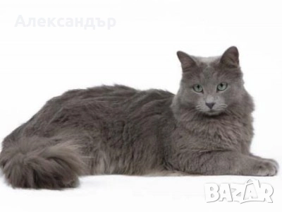 Котка нибелунг на 6 месеца