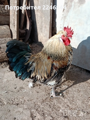 Продавам млади петлета само за 7,50, снимка 4 - Кокошки и пуйки - 53942038