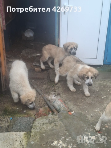 Куче порода Алабай