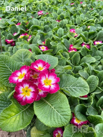 Цветя за 8 - ми март, снимка 5 - Градински цветя и растения - 53323438