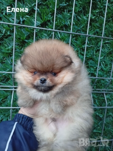 Померан , снимка 6 - Померан - 52792201