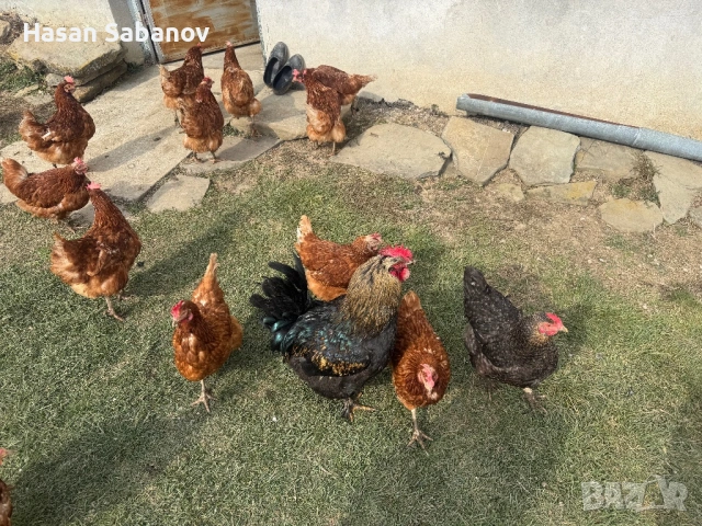 Пресни домашни яйца от щастливи кокошки