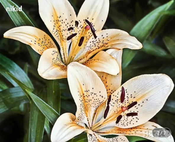 2 бр Лилиум Лилия пластмасови резци резец форми форма за тесто фондан цвете направа за торта украса, снимка 3 - Форми - 54221935