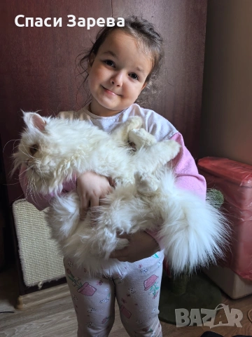 продавам персийско коте женско, снимка 3 - Други - 54196854