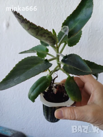 Лечебно живораждащо каланхое., снимка 1