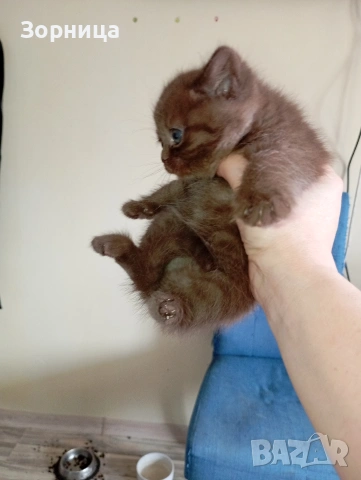 БРИТАНСКО КОТЕ, снимка 3 - Британска късокосместа - 53468415