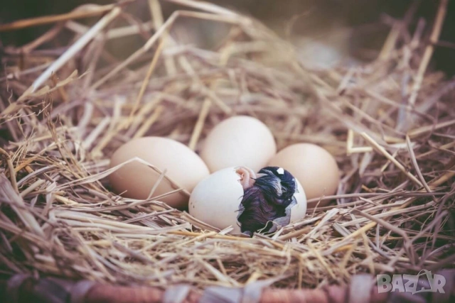 оплодени и проверени Яйца АМРОК -Разплодни яйца за люпене от кокошки породата Амрок, снимка 9 - Кокошки и пуйки - 54196528