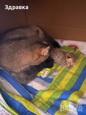 Златна чинчила  котета, снимка 5 - Британска късокосместа - 52573303