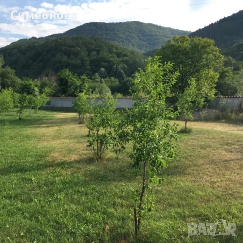 Фиданки Хинап, снимка 4 - Разсади - 53954918