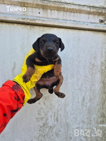 Ягдтериери, снимка 3 - Ягдтериер - 54191109