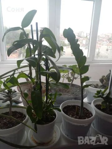 Фикус,бенджамин ,кактуси,юка,замиокулкас  и др.едри цветя, снимка 18 - Стайни растения - 45380559