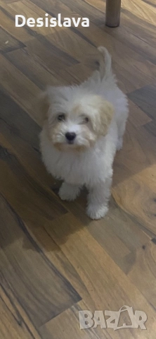 Болонка , снимка 3 - Болонка - 52776473