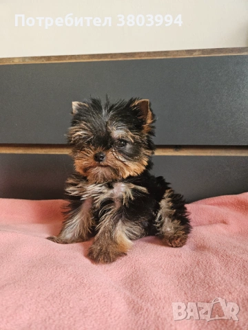 Мини Принцеса от родословни родители. , снимка 2 - Йоркширски териер - 53683061