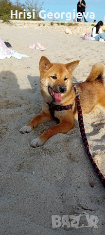 ЖЕНСКА ТЪРСИ ПАРТНЬОР ЗА РАЗПОЛОД, снимка 5 - Търси партньор - 54010721