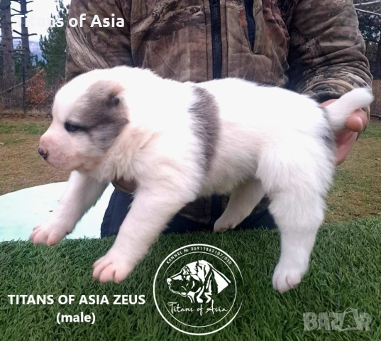 Кученца САО , АЛАБАЙ , Туркменски Вълкодав, снимка 2 - Алабай - 53120501