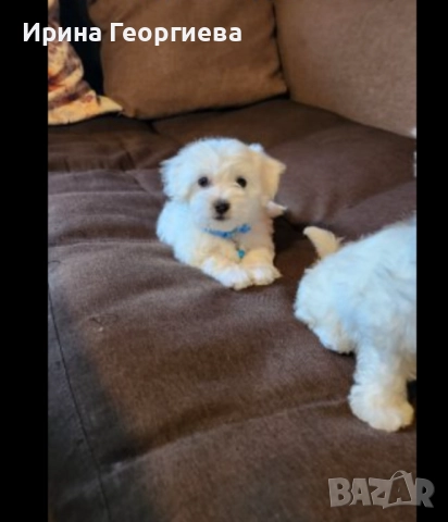 Мини малтийски болонки , снимка 3 - Болонка - 51994631