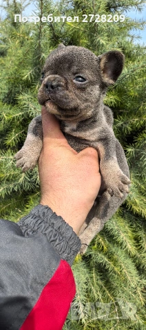 Френски булдог Блу Тан/French Bulldog Blue Tan , снимка 16 - Френски булдог - 53684413