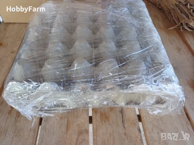 Оплодени яйца от "Черен Австралорп" / Яйца за люпене, снимка 3 - други­ - 48576142