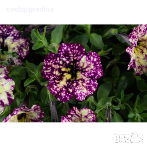 Petunia Magenta Mambo-Петуния Мамбо, снимка 1 - Градински цветя и растения - 45322063