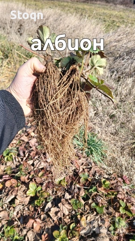 ягодов разсад 