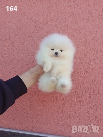 Бели мини Померани. Реални снимки ! , снимка 2 - Померан - 53780624