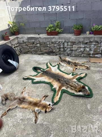 Кожа   от вълк и препариран фазан , снимка 2 - Декорация за дома - 51764515