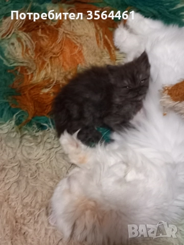 продавам персийско коте-мъжко, снимка 12 - Персийска - 52410928