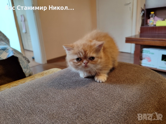 Женско екзотично персийско коте на 4 месеца., снимка 2 - Персийска - 52881164