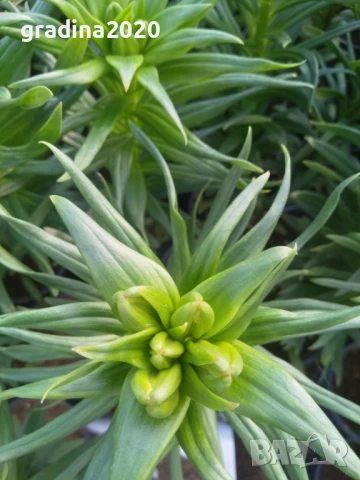 Лилиум в саксия Силно ароматен !, снимка 5 - Разсади - 50549559