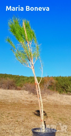 Пиния каменен бор 140 см, снимка 5 - Градински цветя и растения - 53845928