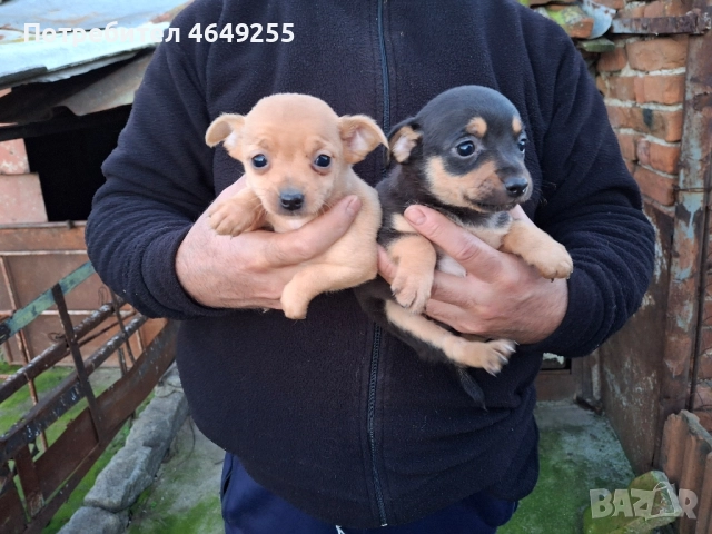 Малки кученца(пинчери)