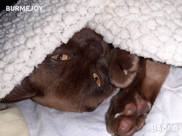 Породисти Бурмански котета от родители шампиони, снимка 14 - Други - 46282031
