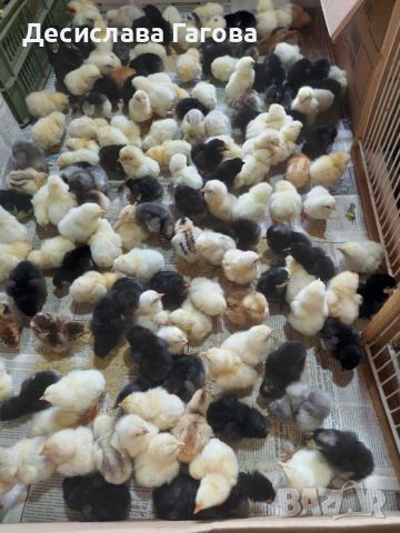 Домашни Пилета (носачки) , снимка 1 - Други животни - 45952722