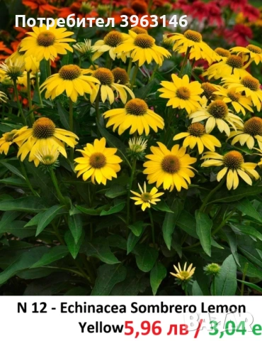 ГРАДИНСКИ Многогодишни Цветя..., снимка 10 - Градински цветя и растения - 51078747