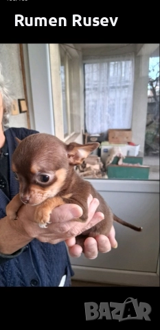 Продавам Чихуахуа женско , снимка 5 - Чихуахуа - 52933508
