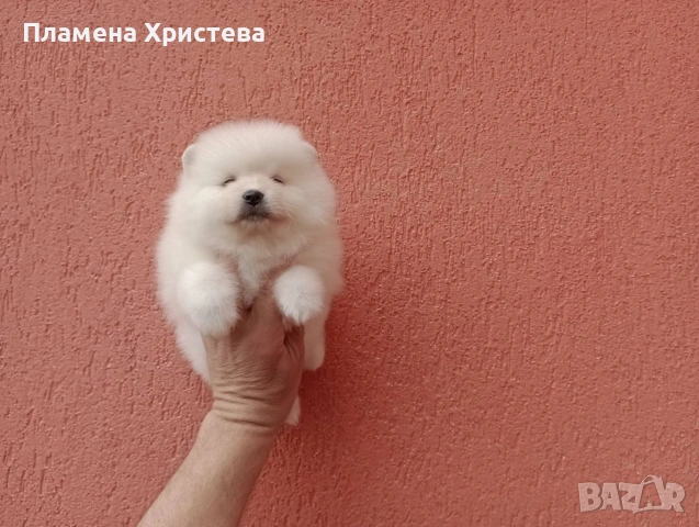 Померани.Реални снимки от 29.03.26 г, снимка 2 - Померан - 54021456