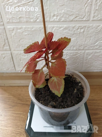 6 копривки по 1 евро + подарък