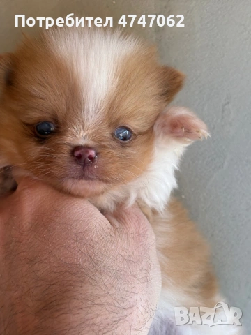 Померан мъжки и женски, снимка 6 - Померан - 53613781