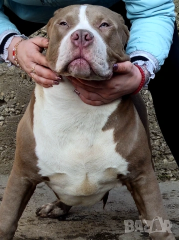 Американско Були Хл American bully Xl, снимка 3 - Други - 53669683