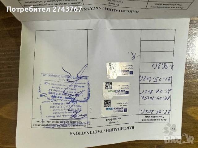 Пинчер, снимка 5 - Пинчер - 51536721