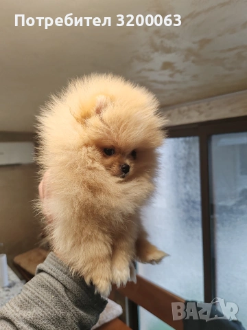 Мини померан мъжко, снимка 3 - Померан - 54032504