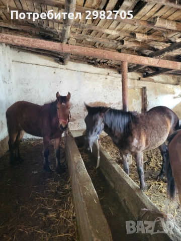 Продавам Мъжки кончета , снимка 14 - Коне - 53844953