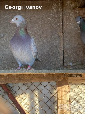 спортни пощи женски, снимка 4 - Гълъби - 53636917