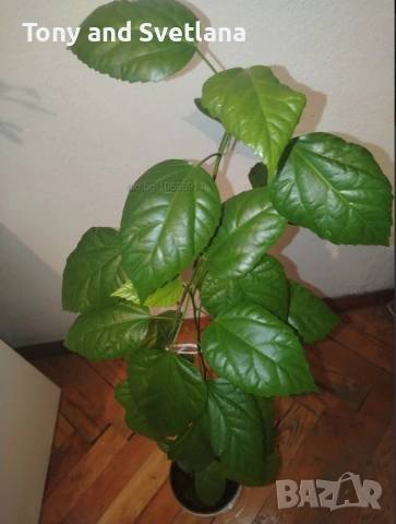 Хибискуси/китайски рози с едри кичести цветове, снимка 3 - Стайни растения - 52044964