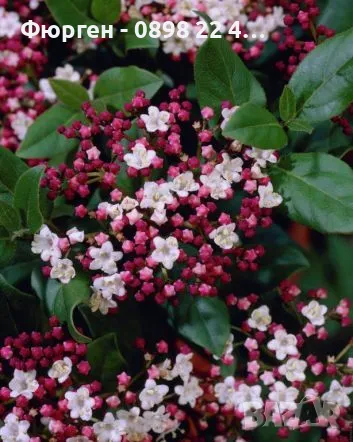 Лаврова Калина (Viburnum Tinus), снимка 3 - Разсади - 49417220