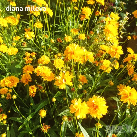 Кореопсис, Coreopsis Grandiflora 'Early Sunrise', снимка 9 - Градински цветя и растения - 39506437